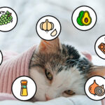 Alimentos Prohibidos para Gatos