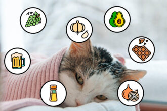 Alimentos Prohibidos para Gatos