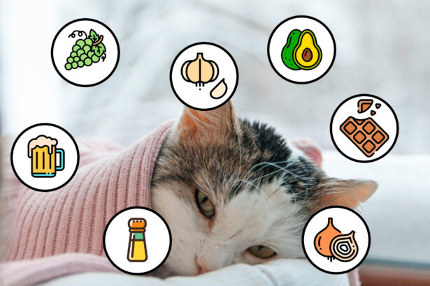 Alimentos Prohibidos para Gatos