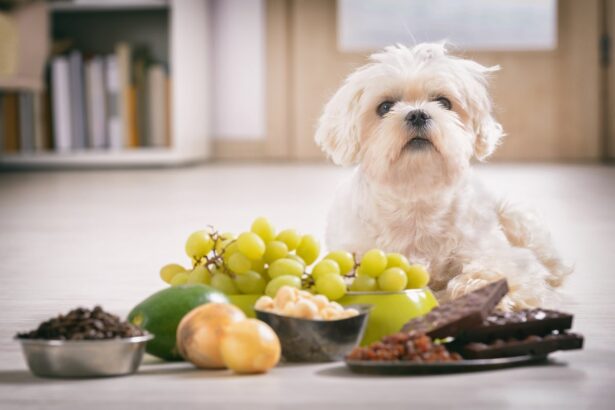 Alimentos Prohibidos para Perros