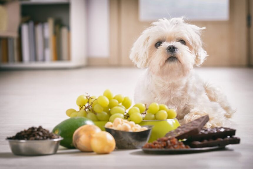 Alimentos Prohibidos para Perros