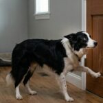 Ansiedad por Separación en Perros