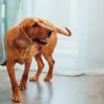 Como Enseñar a Tu Perro a Hacer Sus Necesidades Fuera de Casa