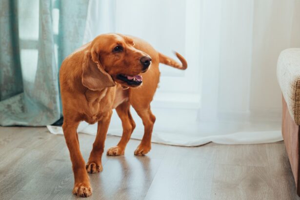 Como Enseñar a Tu Perro a Hacer Sus Necesidades Fuera de Casa
