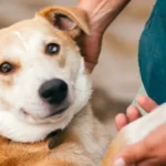 Como Preparar Tu Casa Antes de Adoptar un Perro