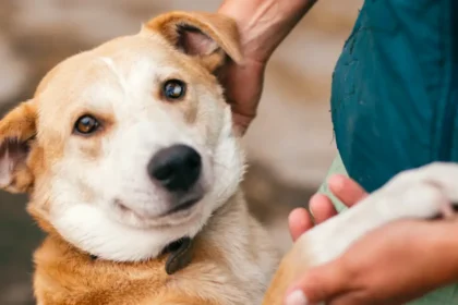 Como Preparar Tu Casa Antes de Adoptar un Perro