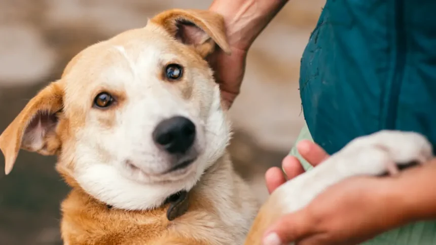 Como Preparar Tu Casa Antes de Adoptar un Perro
