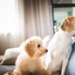 Cómo Presentar un Perro Nuevo en Casa