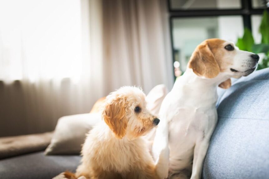 Cómo Presentar un Perro Nuevo en Casa