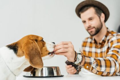¿Cuánta Comida Debe Comer Mi Perro?