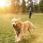 Cuánto Ejercicio Necesita un Perro