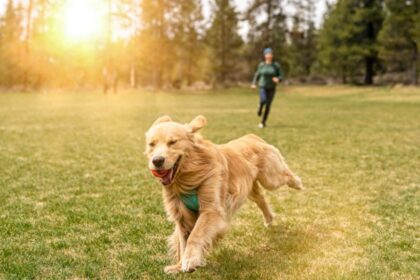 Cuánto Ejercicio Necesita un Perro