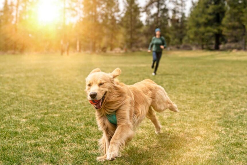Cuánto Ejercicio Necesita un Perro