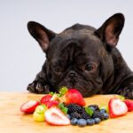Frutas y Verduras que tu Perro SÍ Puede Comer