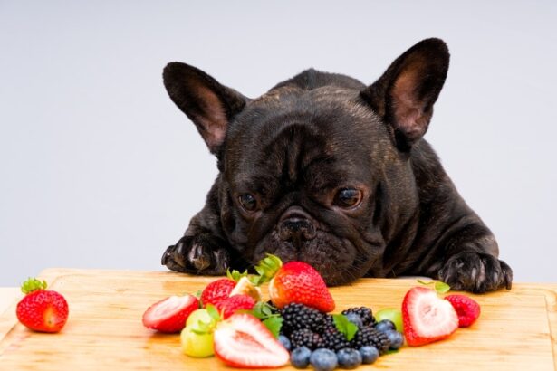 Frutas y Verduras que tu Perro SÍ Puede Comer