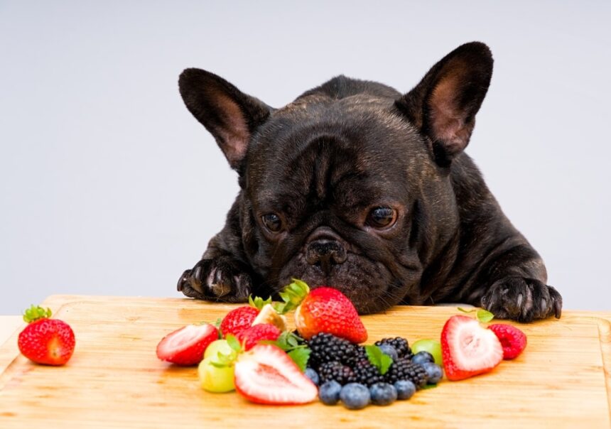 Frutas y Verduras que tu Perro SÍ Puede Comer