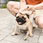 Golpe de Calor en Perros