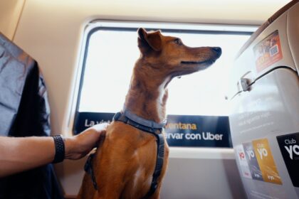 Guia Completa para Viajar con Tu Mascota en Avion o Tren por Espana