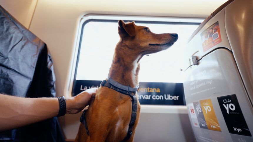 Guia Completa para Viajar con Tu Mascota en Avion o Tren por Espana