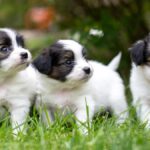 Las 10 Razas de Perros Mas Tranquilas para Vivir en Piso