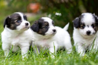 Las 10 Razas de Perros Mas Tranquilas para Vivir en Piso