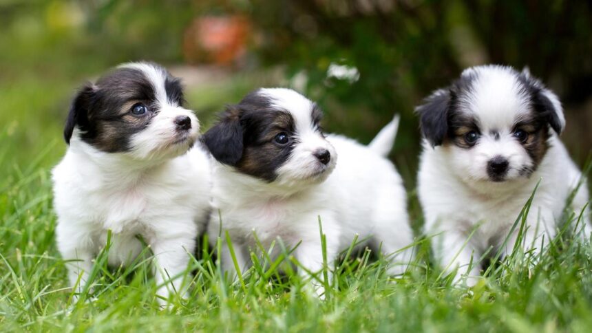 Las 10 Razas de Perros Mas Tranquilas para Vivir en Piso