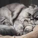 Por Que Mi Gato No Come