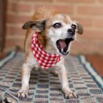 Por Qué Mi Perro Ladra Mucho