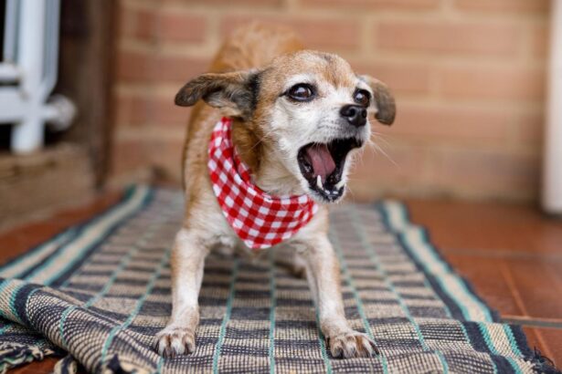 Por Qué Mi Perro Ladra Mucho