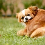 Pulgas, Garrapatas y Lombrices