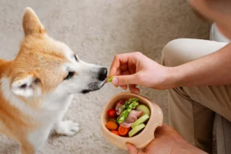 Que Comen los Perros de Forma Natural