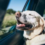 Qué Hacer con tu Mascota en Vacaciones