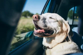 Qué Hacer con tu Mascota en Vacaciones