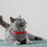 Razas de Gatos para Piso Pequeno