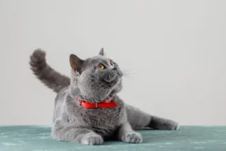 Razas de Gatos para Piso Pequeno
