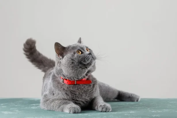 Razas de Gatos para Piso Pequeno