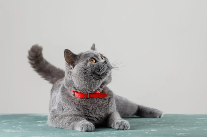 Razas de Gatos para Piso Pequeno
