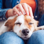 Señales de que Tu Mascota Está Enferma