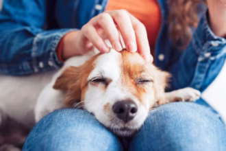 Señales de que Tu Mascota Está Enferma