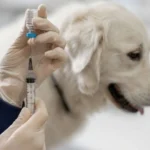 Vacunas Obligatorias para Perros y Gatos en España 2026