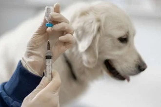 Vacunas Obligatorias para Perros y Gatos en España 2026