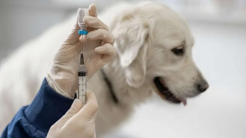 Vacunas Obligatorias para Perros y Gatos en España 2026