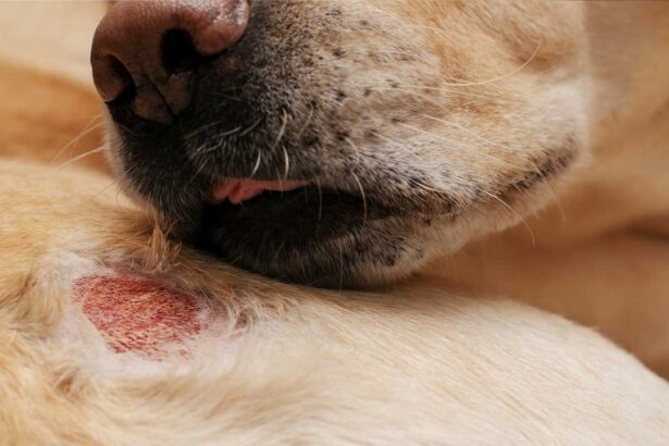 Leishmaniosis en Perros